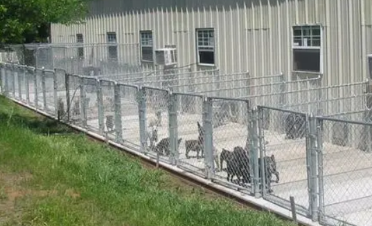 河南哪里有犬舍