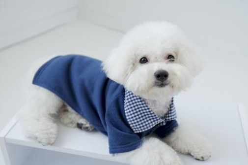 比熊犬缺钙时,也有这几个症状,主人家不容忽视 比熊犬缺钙时,也有这几个症状,主人家不容忽视
