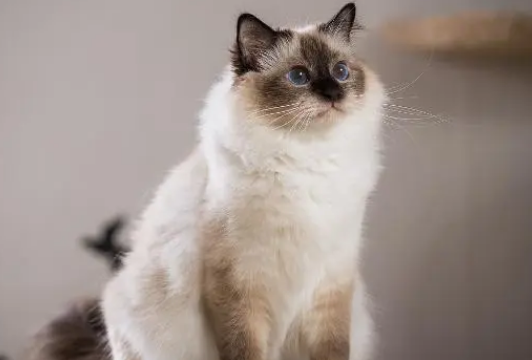 男子抱怨家猫太大，网友嘲笑他没养过猫，直到他晒出照片 