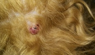 狗狗脖子上的鼓软包能自愈吗? 狗狗脖子上的鼓软包能自愈吗?