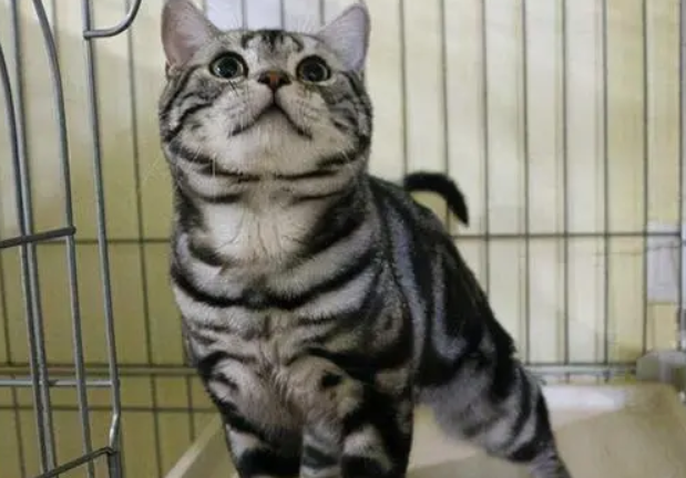 美短豹纹猫是什么品种