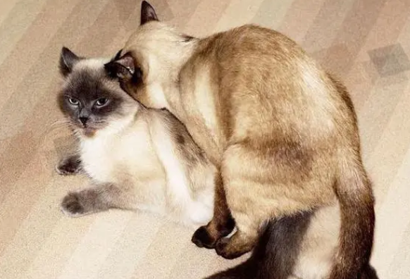 猫舍配种多少钱