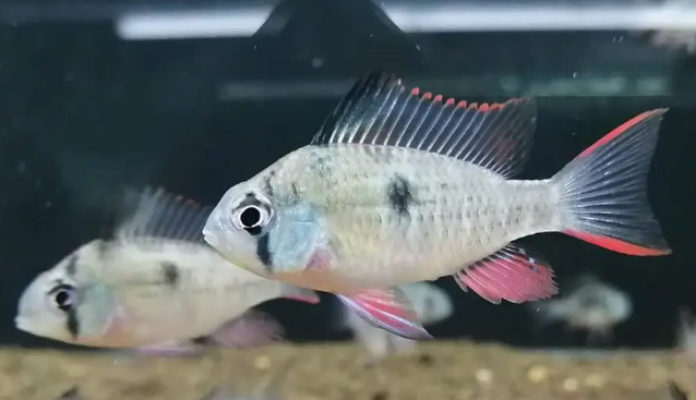 玻利维亚凤凰鱼混养