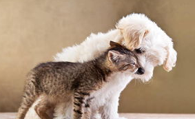 训练猫咪与其他动物和睦相处，学学这些技巧吧！