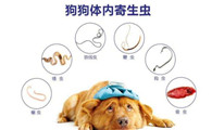 如何正确的给狗狗驱虫,你清楚吗?