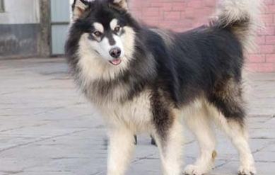 公犬什么时候开始发情? 公犬什么时候开始发情?