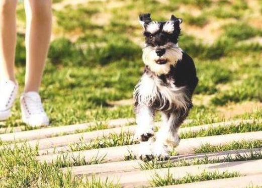 狗狗最爱的5个东西，宠主如果给它弄到，它跟你的情感会更加深入