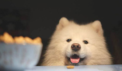 成年萨摩挑食该怎么办？要及时纠正