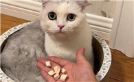 猫七七的小儿子跟谁生的