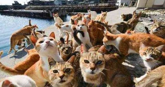 这些猫咪祖先千年从中国而去，如今占领日本11个岛