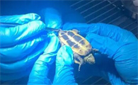 宠物医院能治乌龟吗