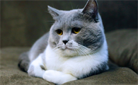 散养公猫长大了就会走远吗?会不会走得太远?