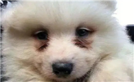 狗狗有泪痕咋办?5招教你轻轻松松处理!