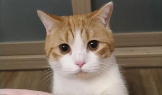 猫咪早上起太早吵主人睡觉怎么办?猫咪训练! 猫咪早上起太早吵主人睡觉怎么办?猫咪训练!