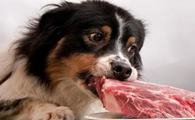 六个月狗狗算幼犬吗
