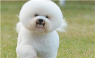 比熊犬图片纯种