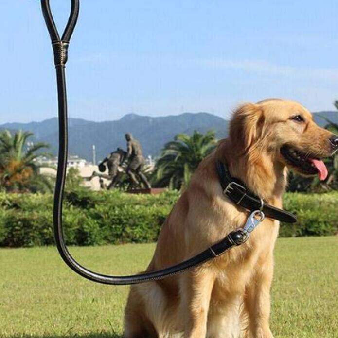 金毛日常生活训练: 如何正确使用犬绳 金毛日常生活训练: 如何正确使用犬绳