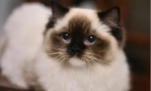 猫死后过一夜还能活吗? 猫死后过一夜还能活吗?
