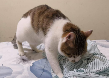 猫生病难受会踩奶吗