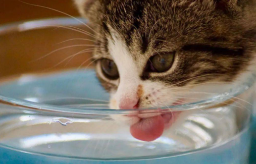 猫的看白瓷碗能看清水吗
