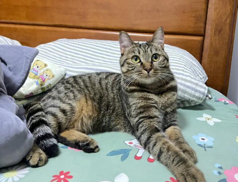 狸花猫幼猫和成猫的饲养方法，学习一下