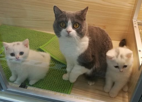 宠物猫寄养多少钱一天 宠物猫寄养多少钱一天