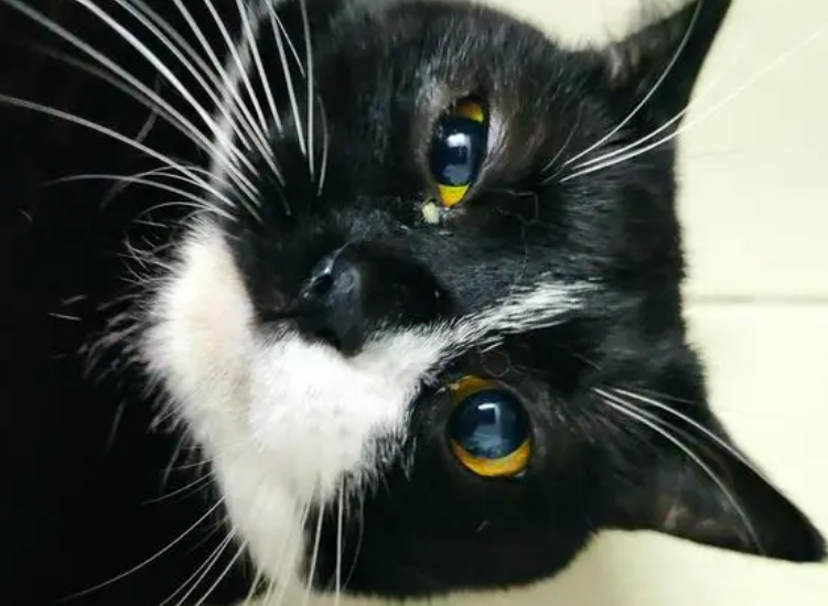 猫的眼屎多，出现黑色结痂怎么处理好