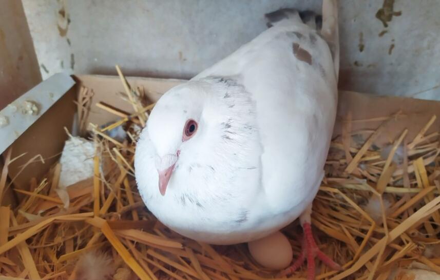 母鸽子下蛋前兆视频 母鸽子下蛋前兆视频