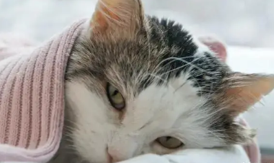 猫咪耳朵发热是不是发烧了呀