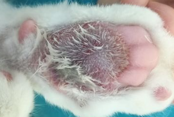 什么是杯状病毒,猫咪患杯状病毒如何治疗的呢? 什么是杯状病毒,猫咪患杯状病毒如何治疗的呢?