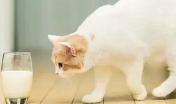 小猫怎么样才能喝牛奶呢