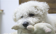 狗狗最希望你能对它做的几件事，你能同意吗？