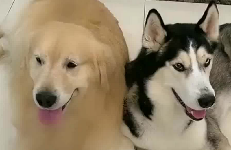 二哈金毛萨摩耶,哪只宠物犬最酷? 二哈金毛萨摩耶,哪只宠物犬最酷?