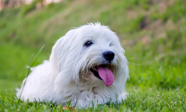 棉花面纱犬是什么狗