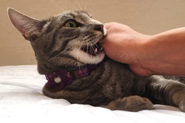 猫抱着胳膊咬 后腿蹬 猫抱着胳膊咬 后腿蹬