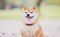 狗狗口臭用哪种药最有效？
