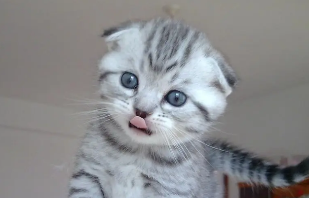 折耳猫鼻子分泌物多是怎么回事？