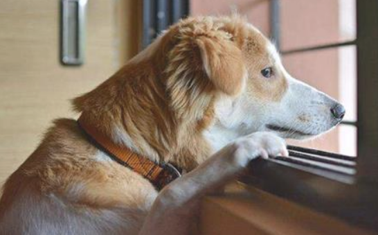 老年人犬恰当补钙 老年人犬恰当补钙