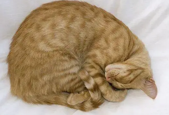 猫咪为什么蜷缩在哪里