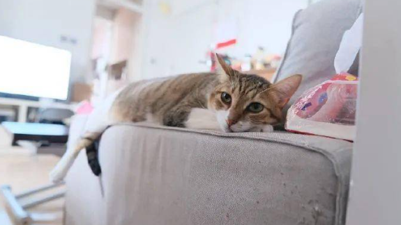 猫咪为什么喜欢睡沙发呢怎么回事