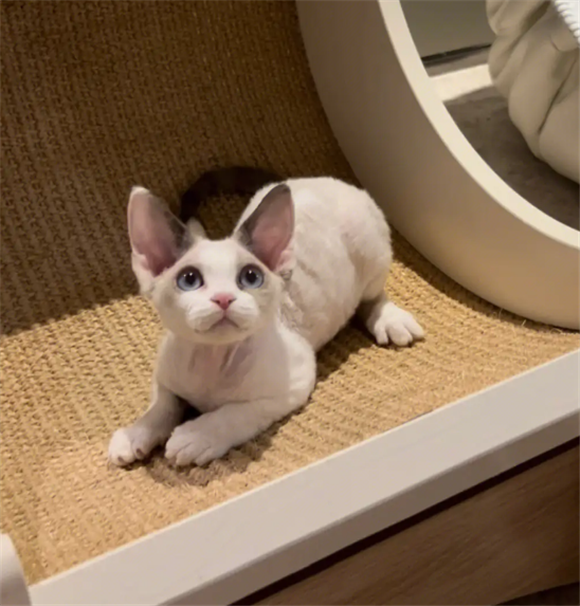 杭州德文卷毛猫猫舍