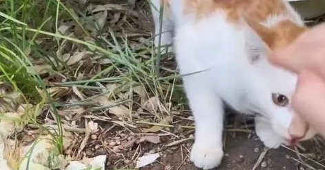 流浪猫究竟有多卑微,一个罐头竟能换取它的全部信任 流浪猫究竟有多卑微,一个罐头竟能换取它的全部信任