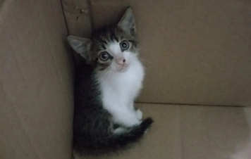 没满月的猫咪怎么养活