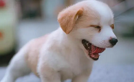 狗狗排名智商排名榜
