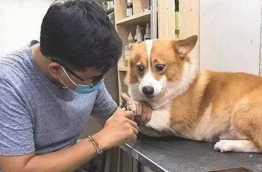 如何帮狗狗剪指甲？