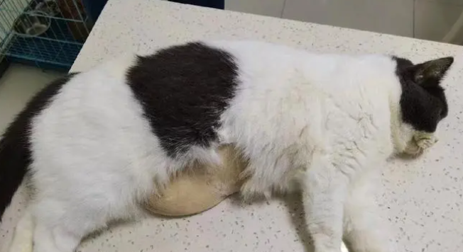 猫咪肝脏不好有什么症状表现