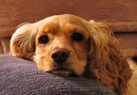 我家狗狗卡在我里面疼怎么办