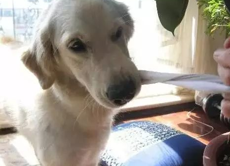 一条引人深思的话题：狗狗白天自己在家都吃了啥？