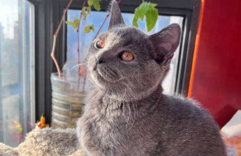 蓝猫为什么不建议养