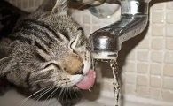 猫咪喝水为什么要闭眼喝